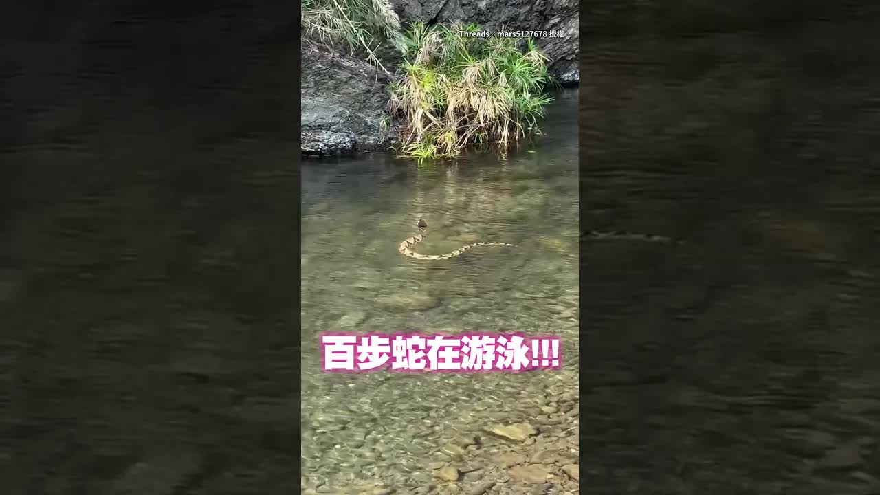 第一次看到百步蛇優雅游泳