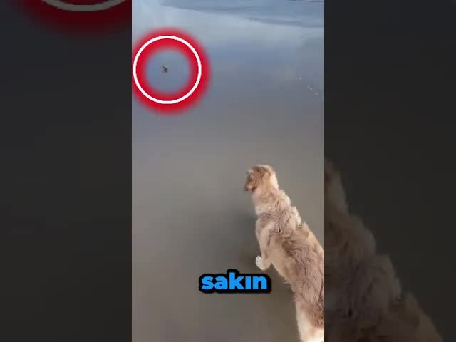 Köpek Erkan ve Akrep Komik Anı