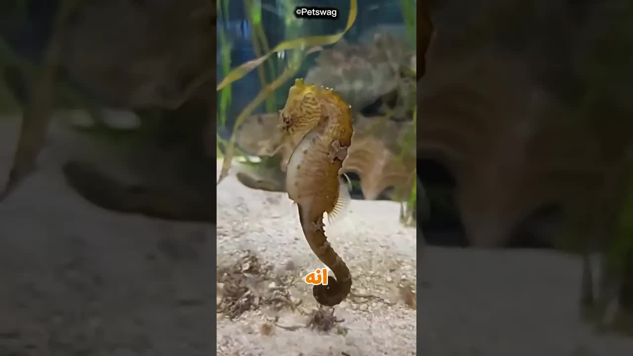 أنقذ فرس بحر فاكتشف أنه حامل