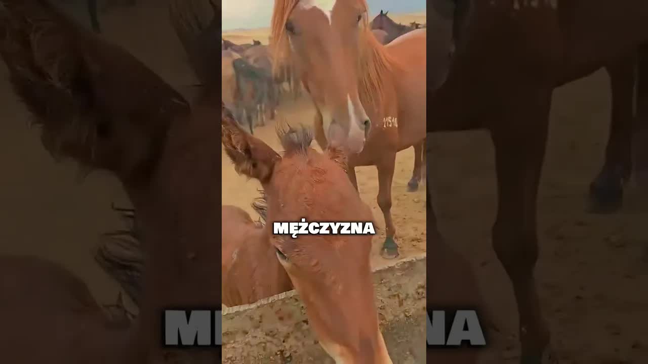 Mężczyzna pomaga spragnionemu konikowi