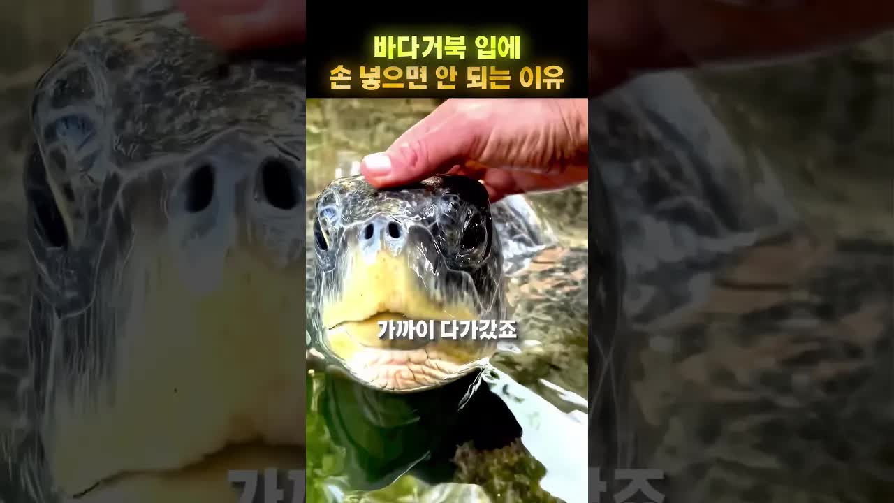 바다거북 입에 손을 넣으면 안 되는 이유