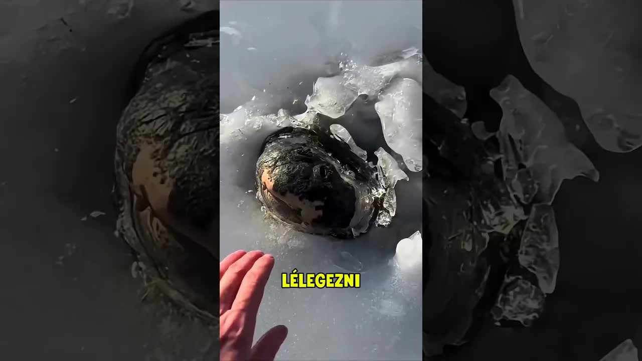 Aligátor túléli a fagyos tavat