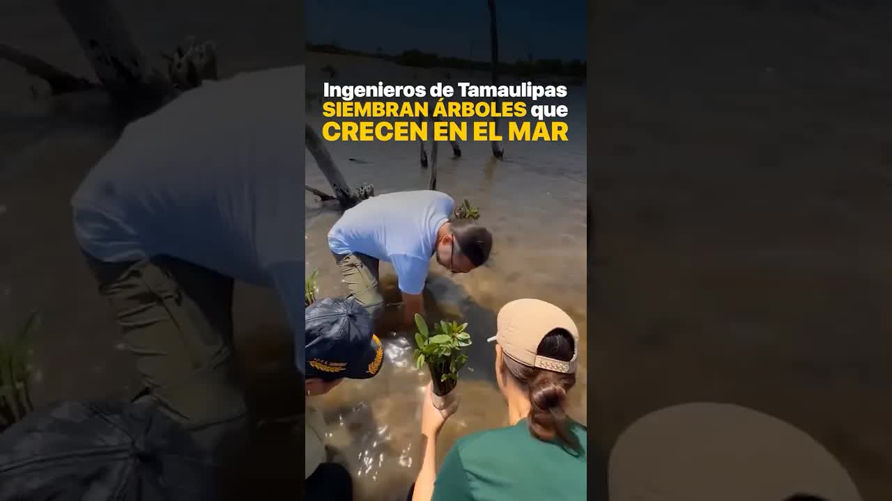 Jóvenes siembran manglares para proteger la costa