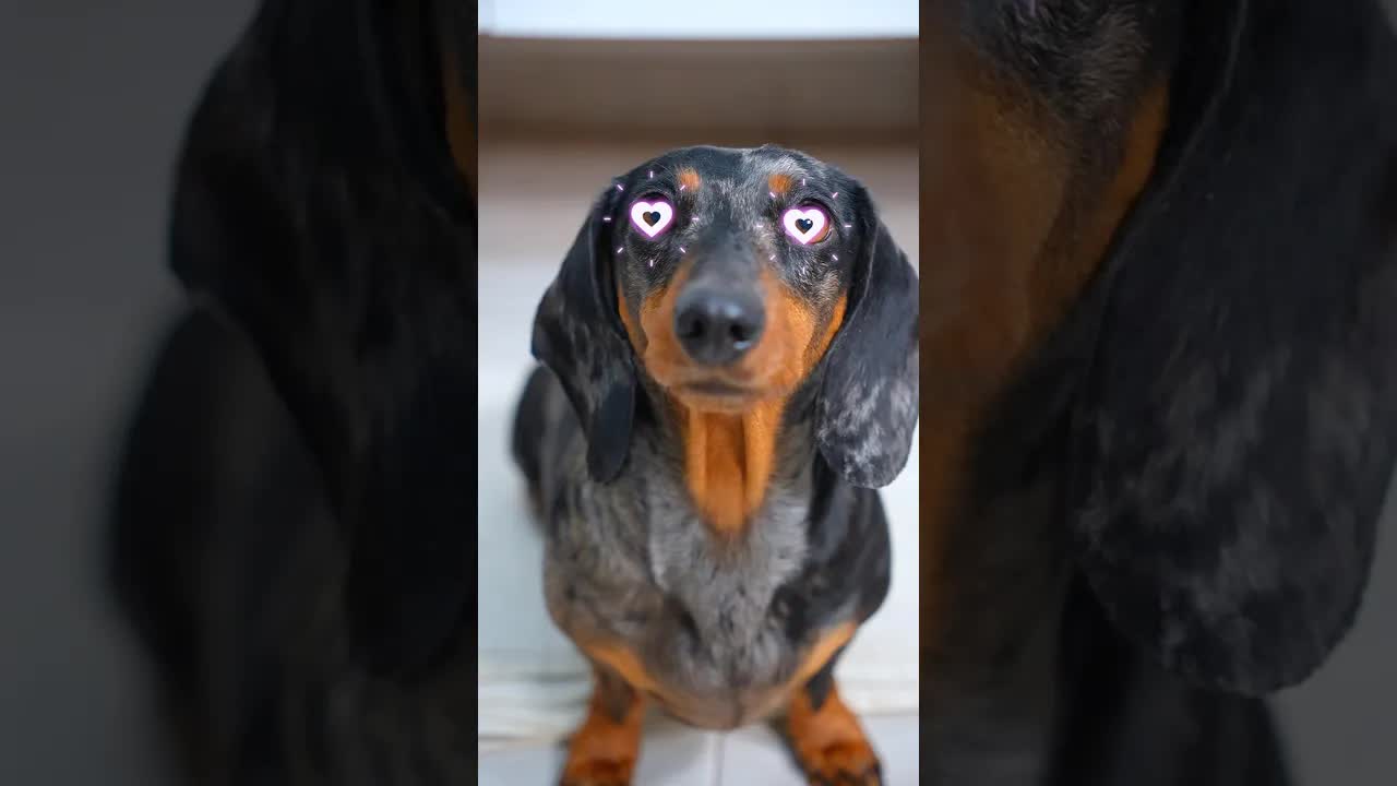 La perrita se casa con un robot