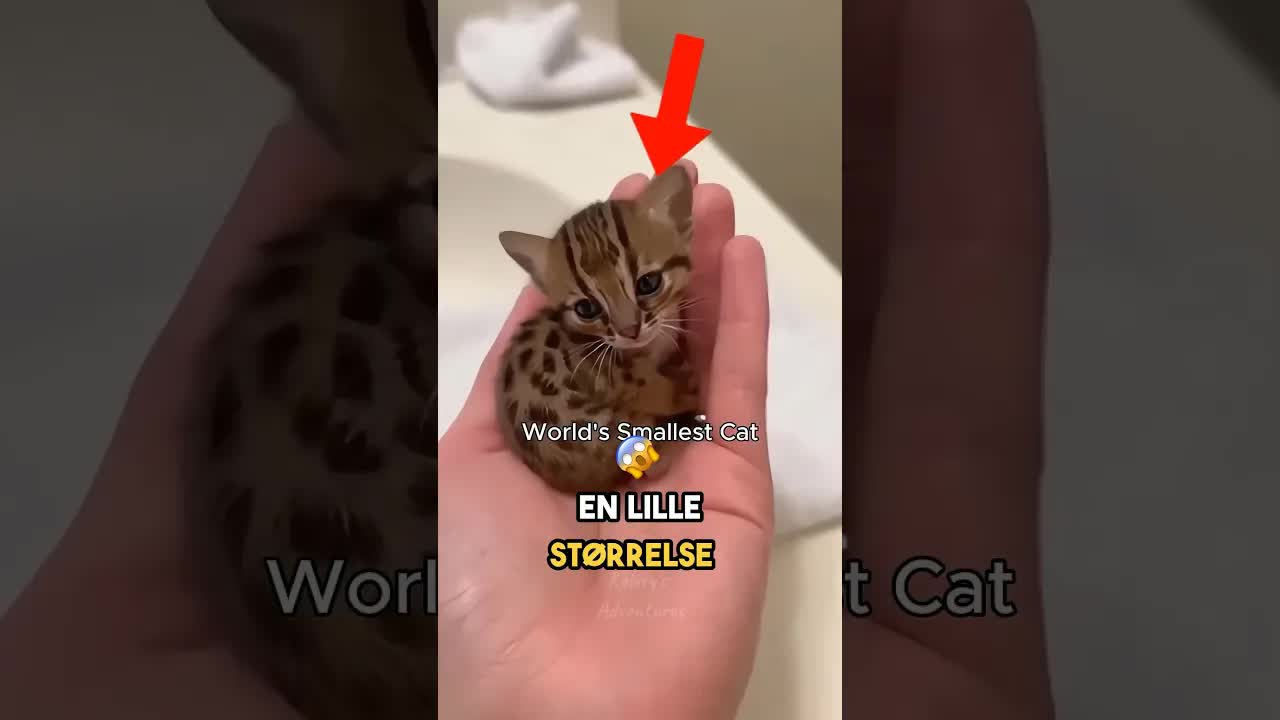Verdens mindste kat: Rustplettet kat