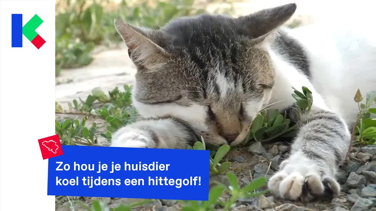 Zo hou je je huisdier koel tijdens warm weer