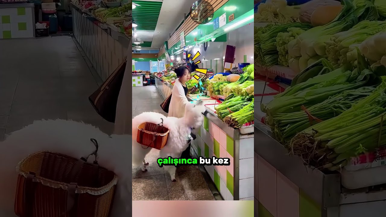 Laması Sebze Yiyince Kızın Başına Gelenler