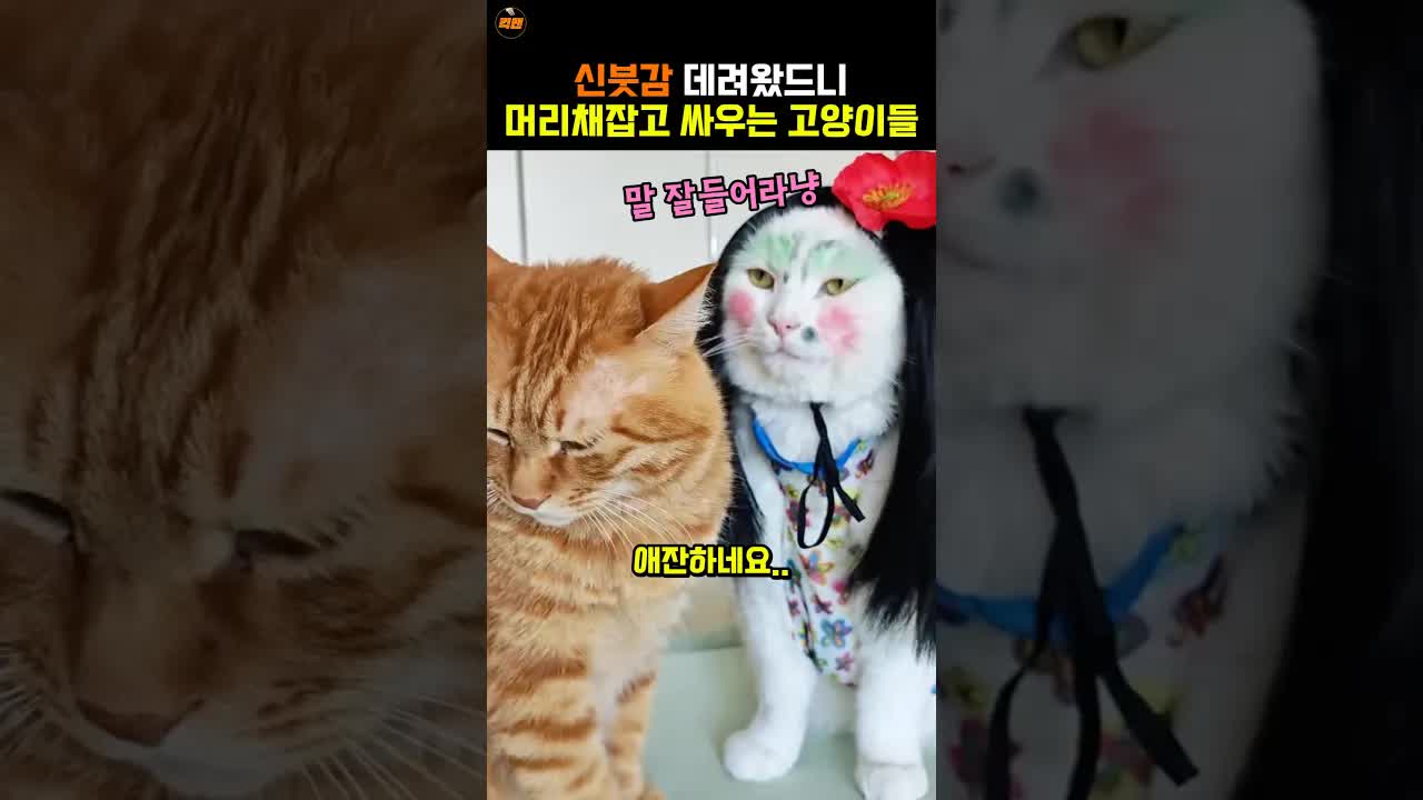 분장한 고양이의 과한 반응