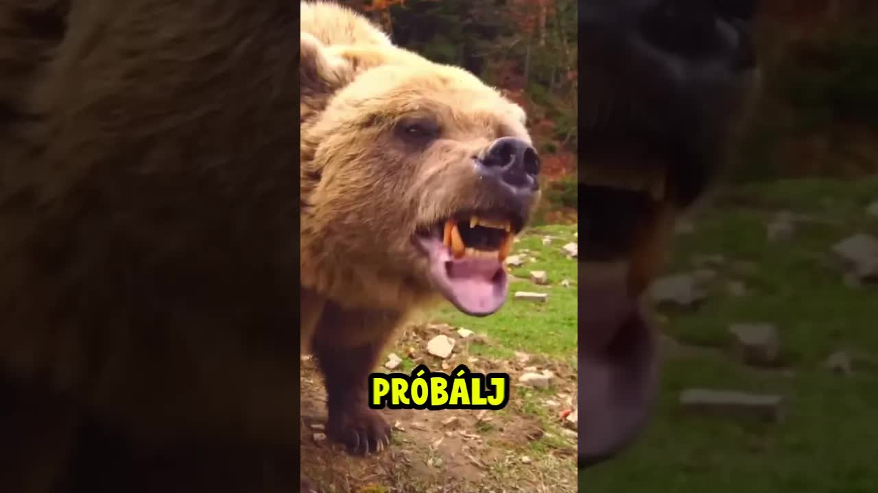 Medvével találkozol? Ne tedd ezt!