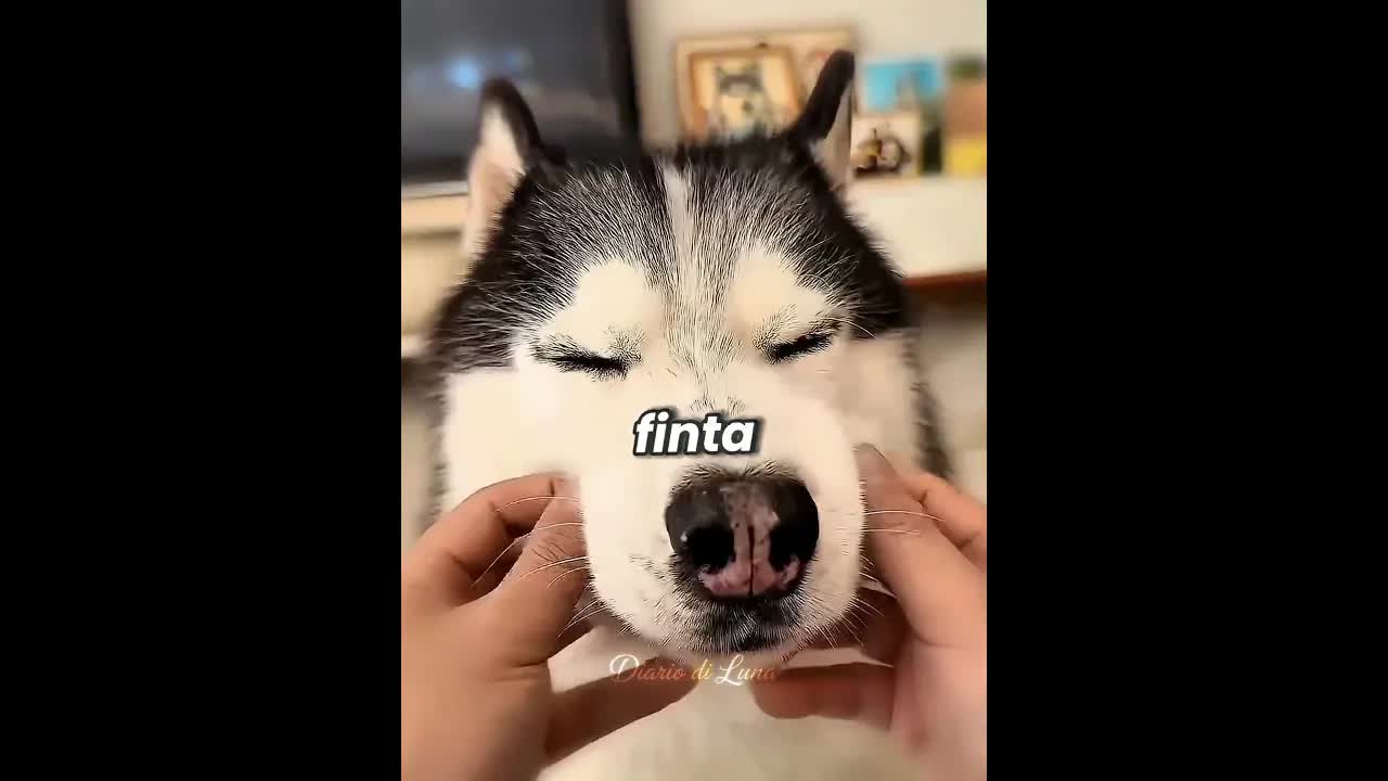 Il cane che si è arrabbiato per una foto