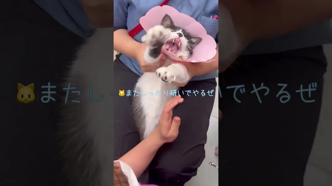 爪切りが嫌いな猫の激怒動画