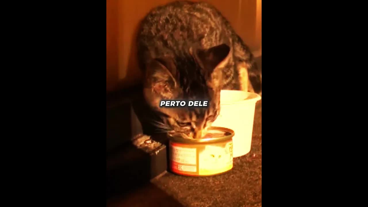 Gatinho resgatado da beira de uma via expressa