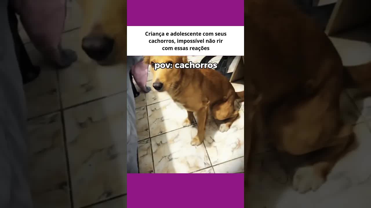 Criança e cachorros em situação engraçada