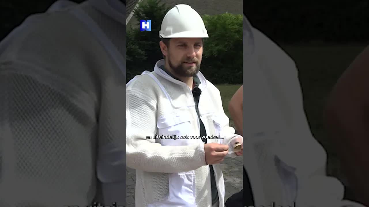 Meer nesten van Aziatische hoornaar in Noord-Holland