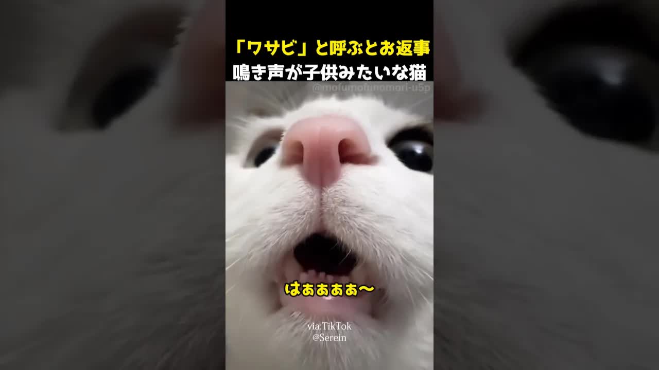 ワサビちゃんの子供みたいな鳴き声
