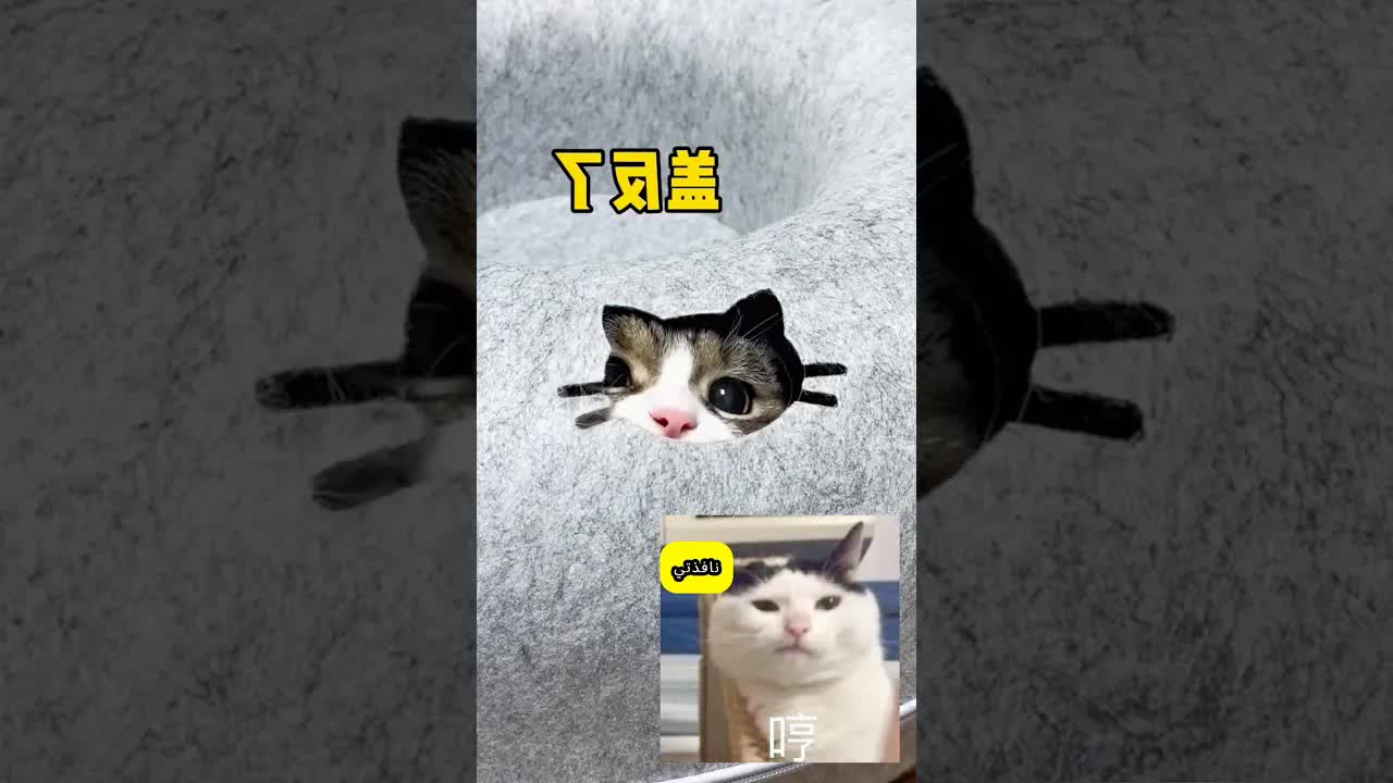 سرير جديد للقطط وهم لا يريدون مغادرته