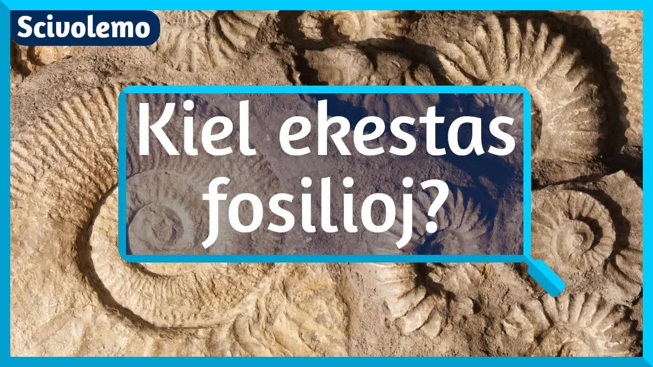 Kiel ekestas fosilioj en Solnhofen