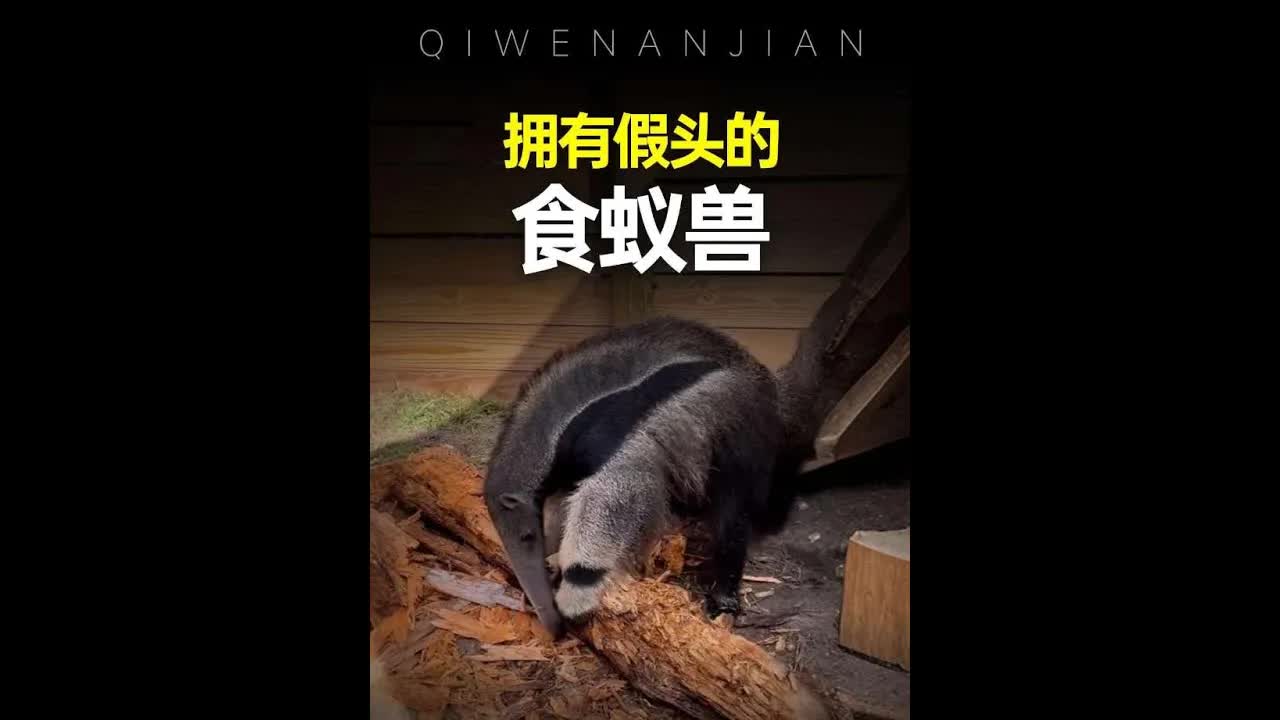 食蟻獸假頭與真頭的區別