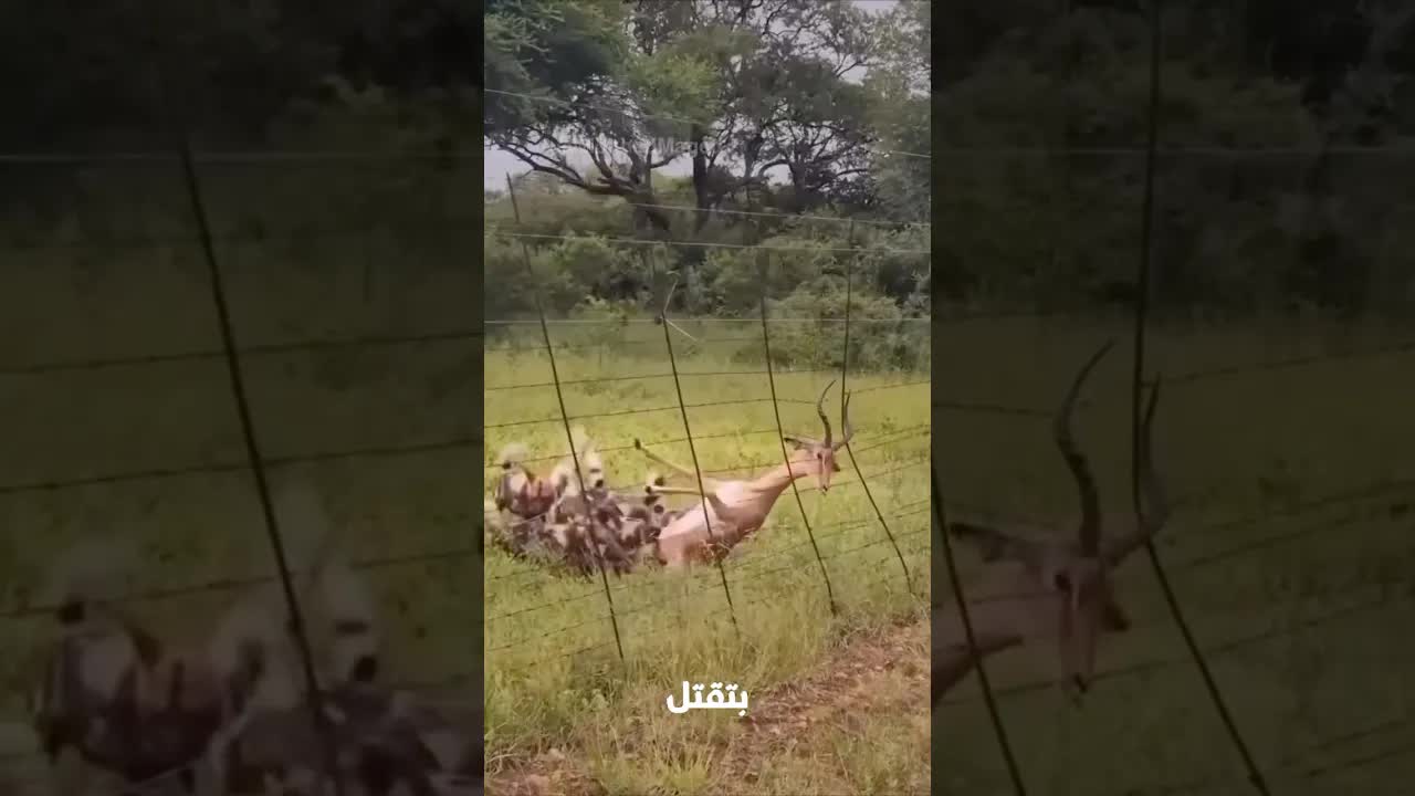 أغرب 5 حيوانات تقتل بطرق لا تتخيلها