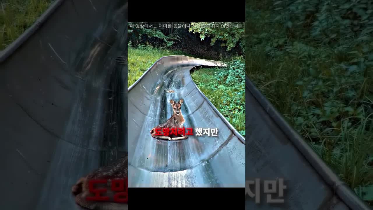 카메라에 포착된 놀라운 동물 순간들