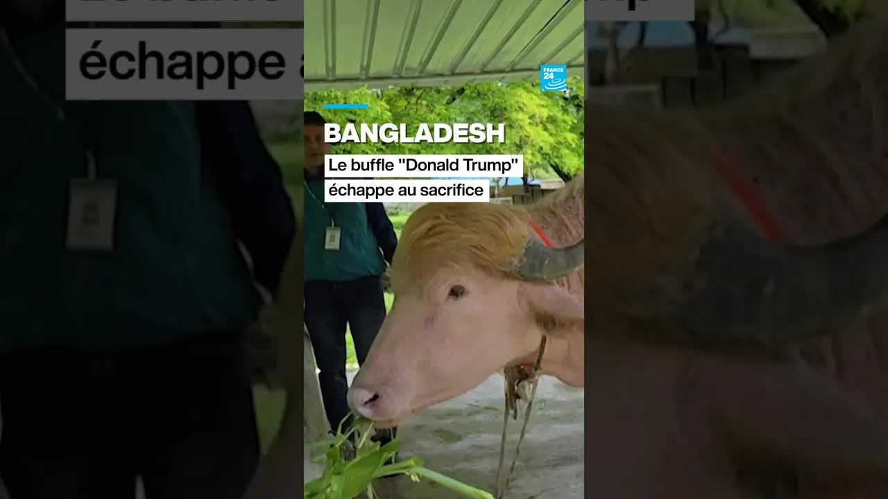 বাংলাদেশে আলবিনো মহিষের গল্প