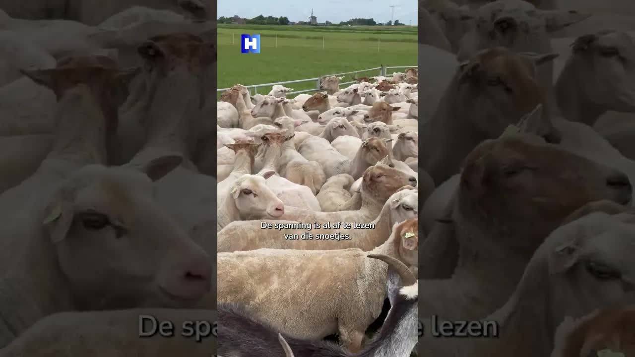 Schaap voorspelt winnaar Nederland–Japan