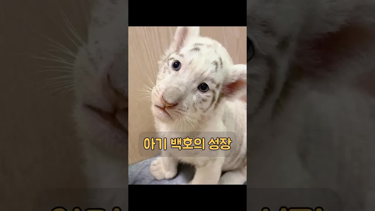 흰 호랑이가 사육사를 잊지 못한 이유