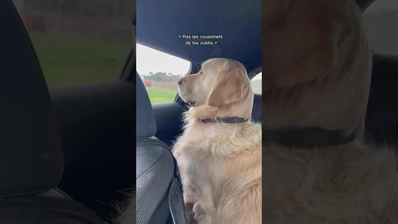 Elle oublie le doudou de son chien en vacances