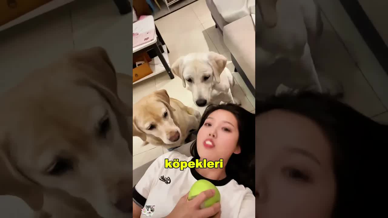 Korktuğu Köpek Onu Kurtardı: Dramatik Hikaye