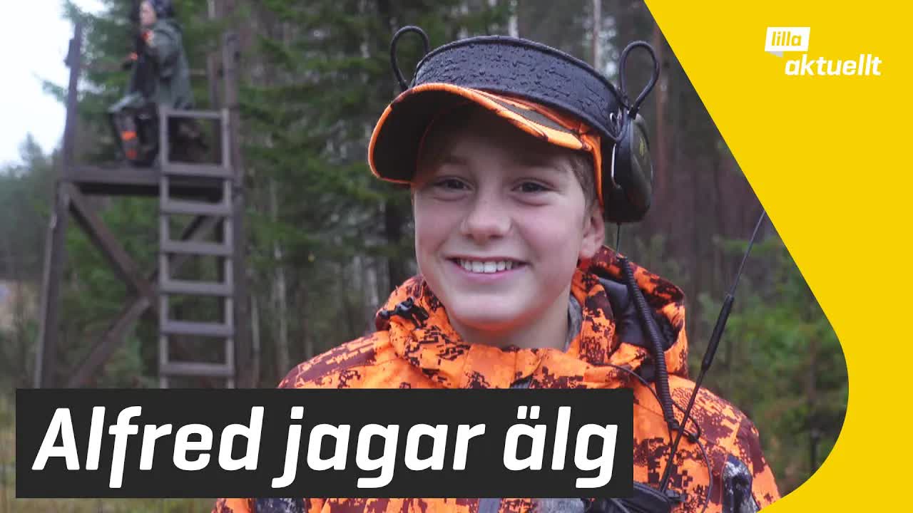 Elvaårige Alfred deltar i älgjakt