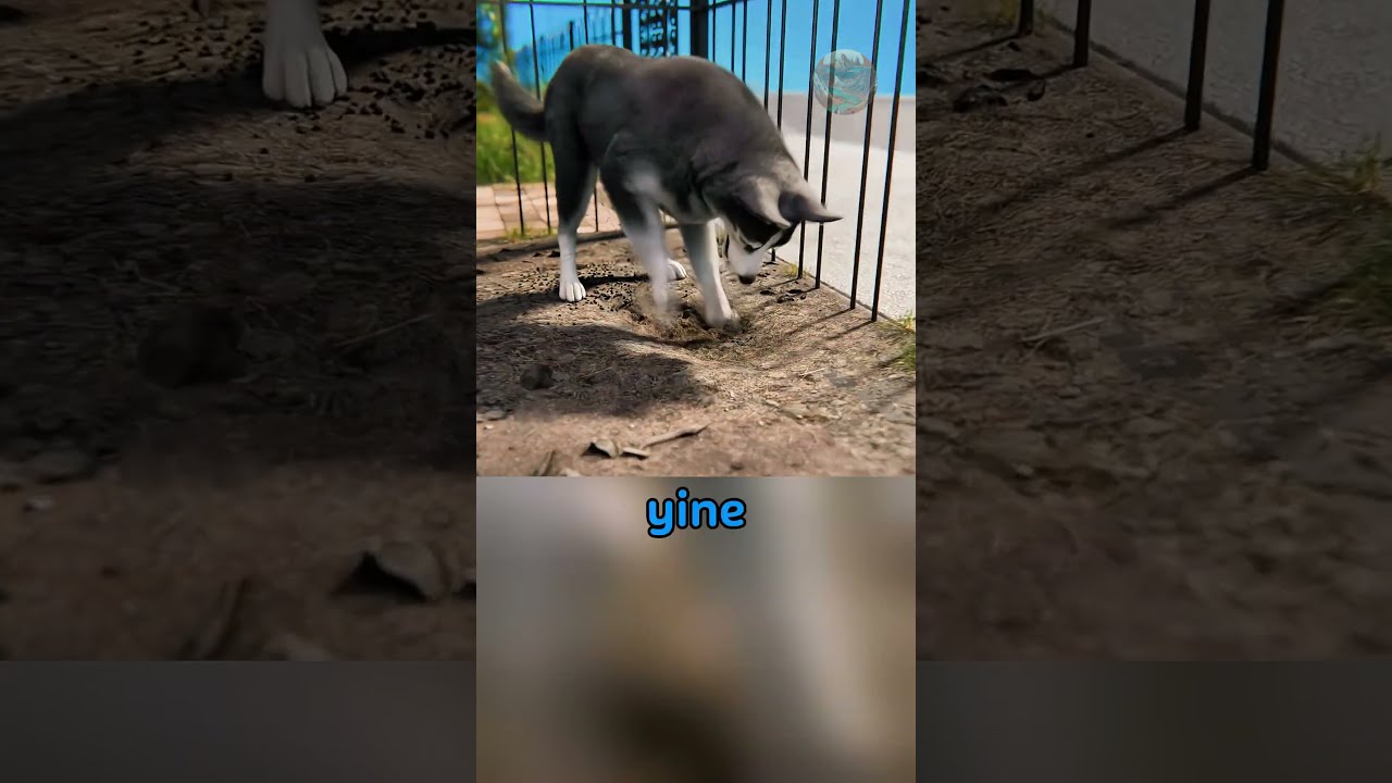 Köpeğin Gaz Kaçağını Tespit Etmesi