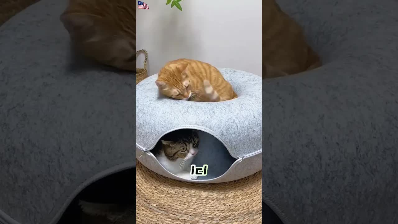 Un lit en forme de donut pour chats