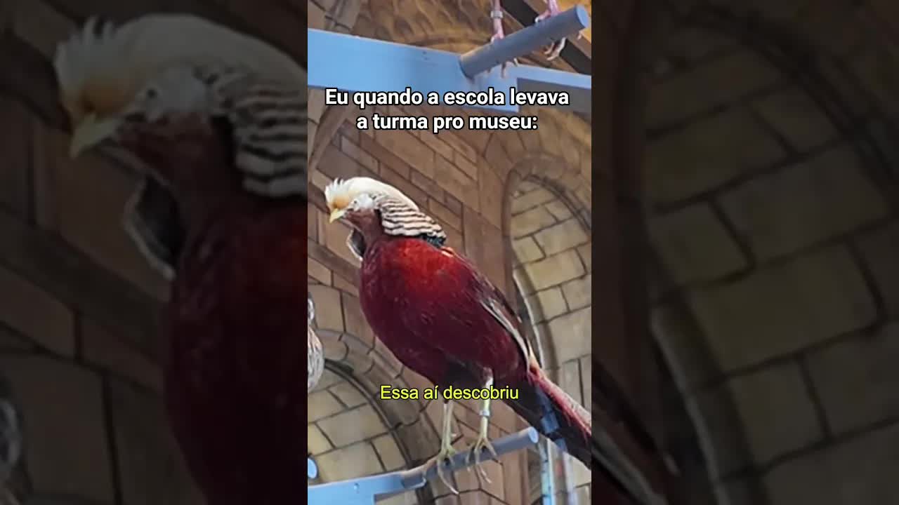 Eu quando a escola levava a turma pro museu
