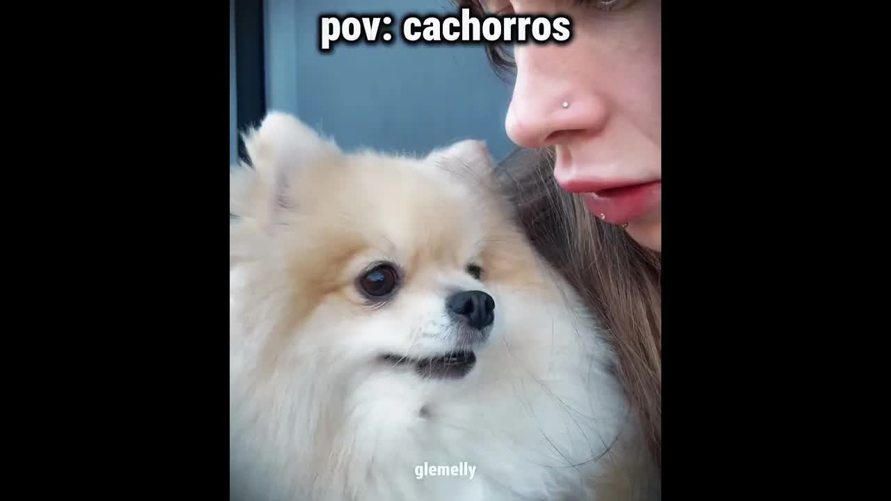 Diálogos engraçados com cachorros de estimação