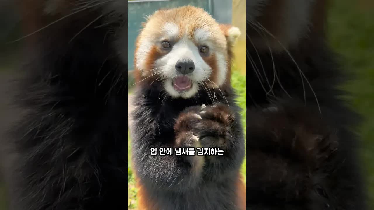 레서판다의 귀여운 습성