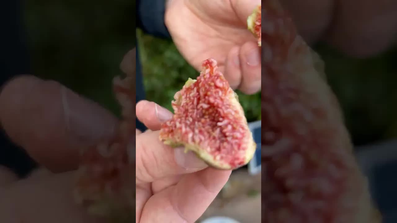 Warum Feigen eigentlich keine Früchte sind