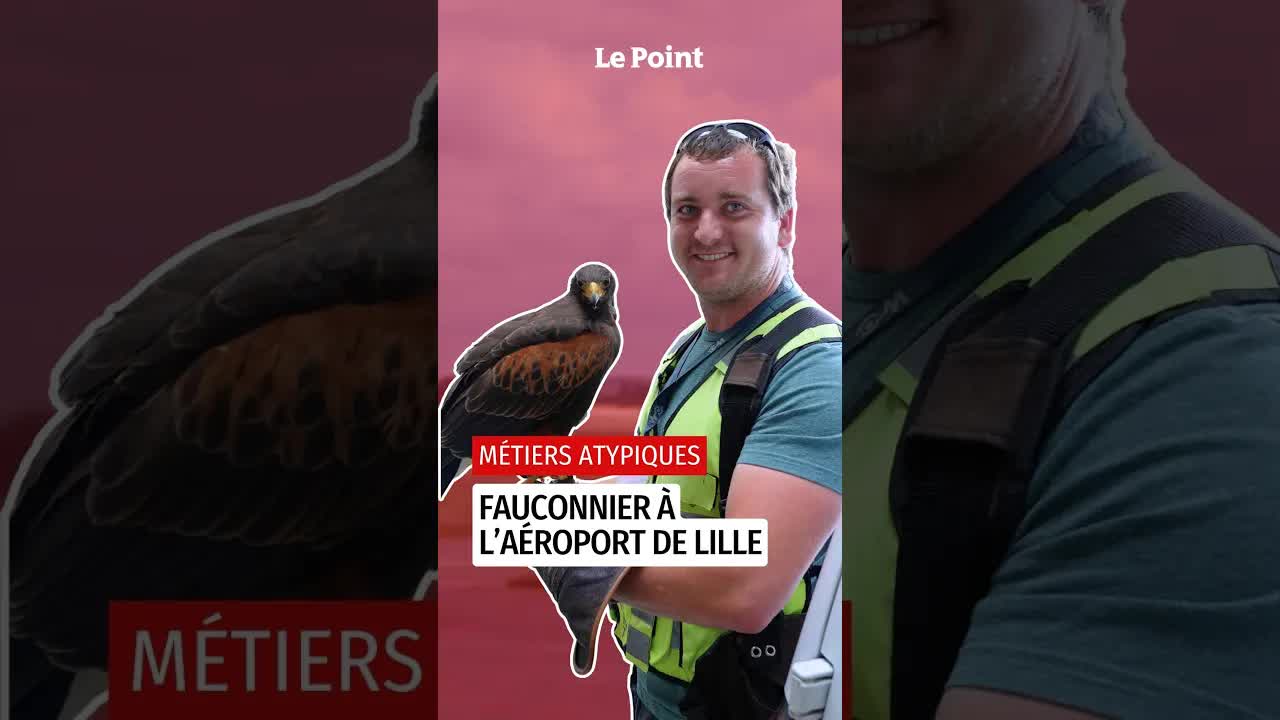 Un fauconnier protège les avions des oiseaux