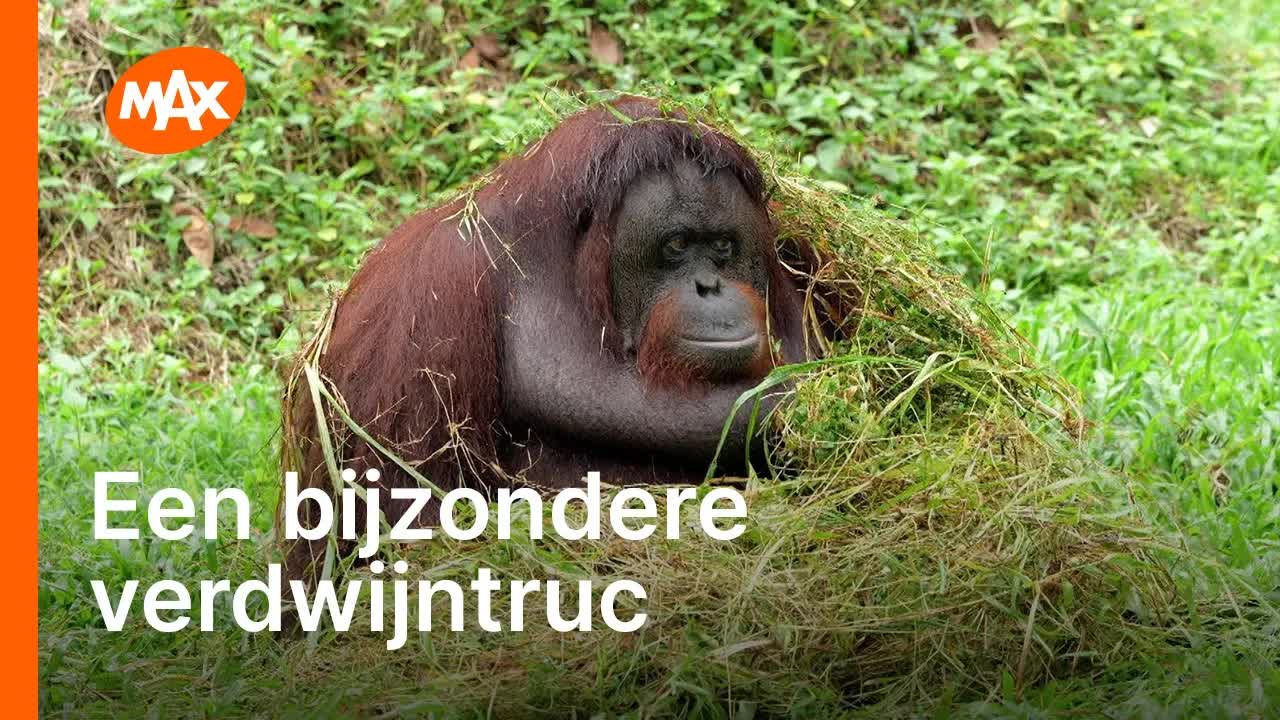 Goochelaar en rekenwonder hond in Beestenboel