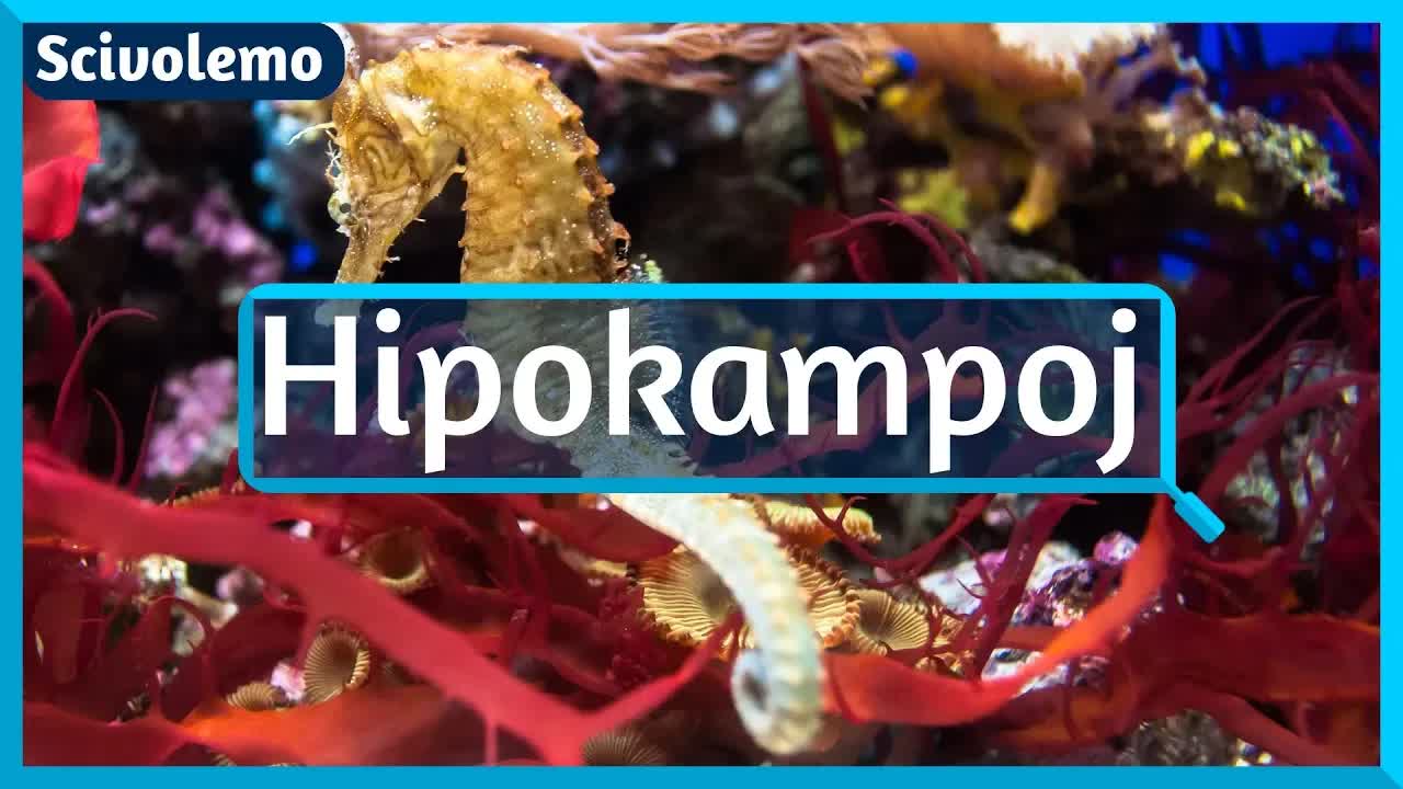 La plej strangaj gepatroj: La hipokampo