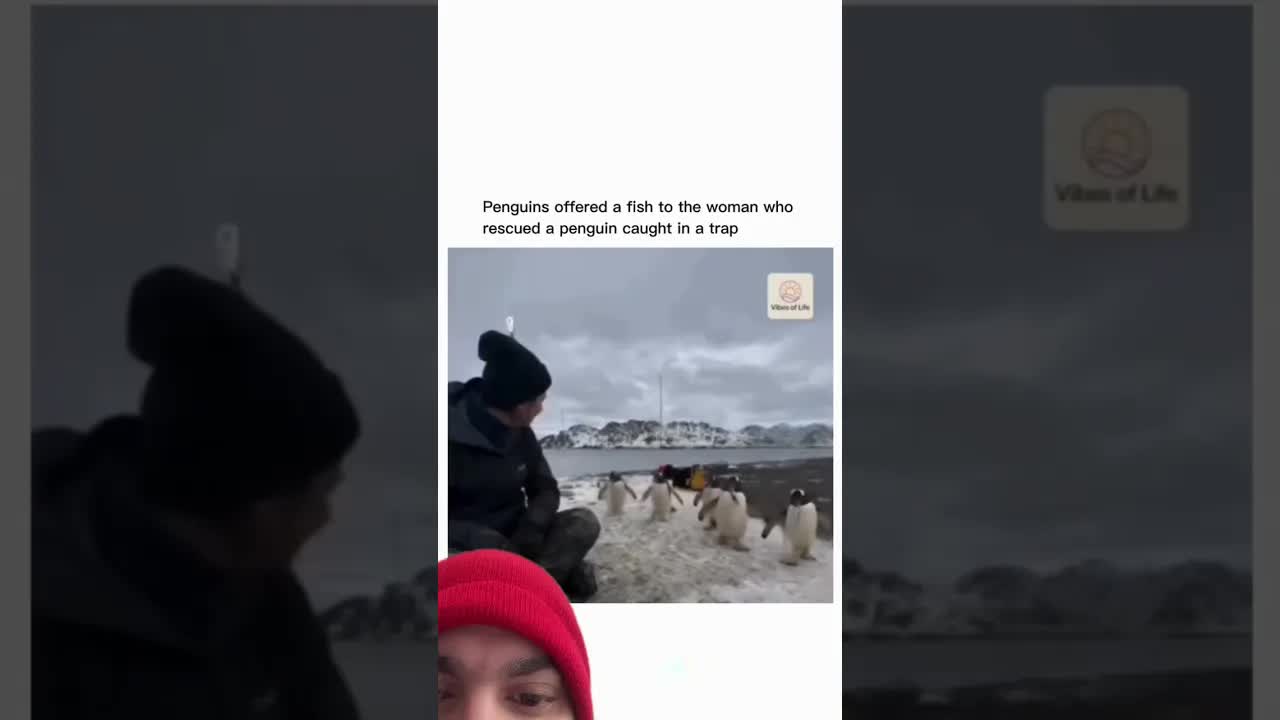 Penguins Are Awesome