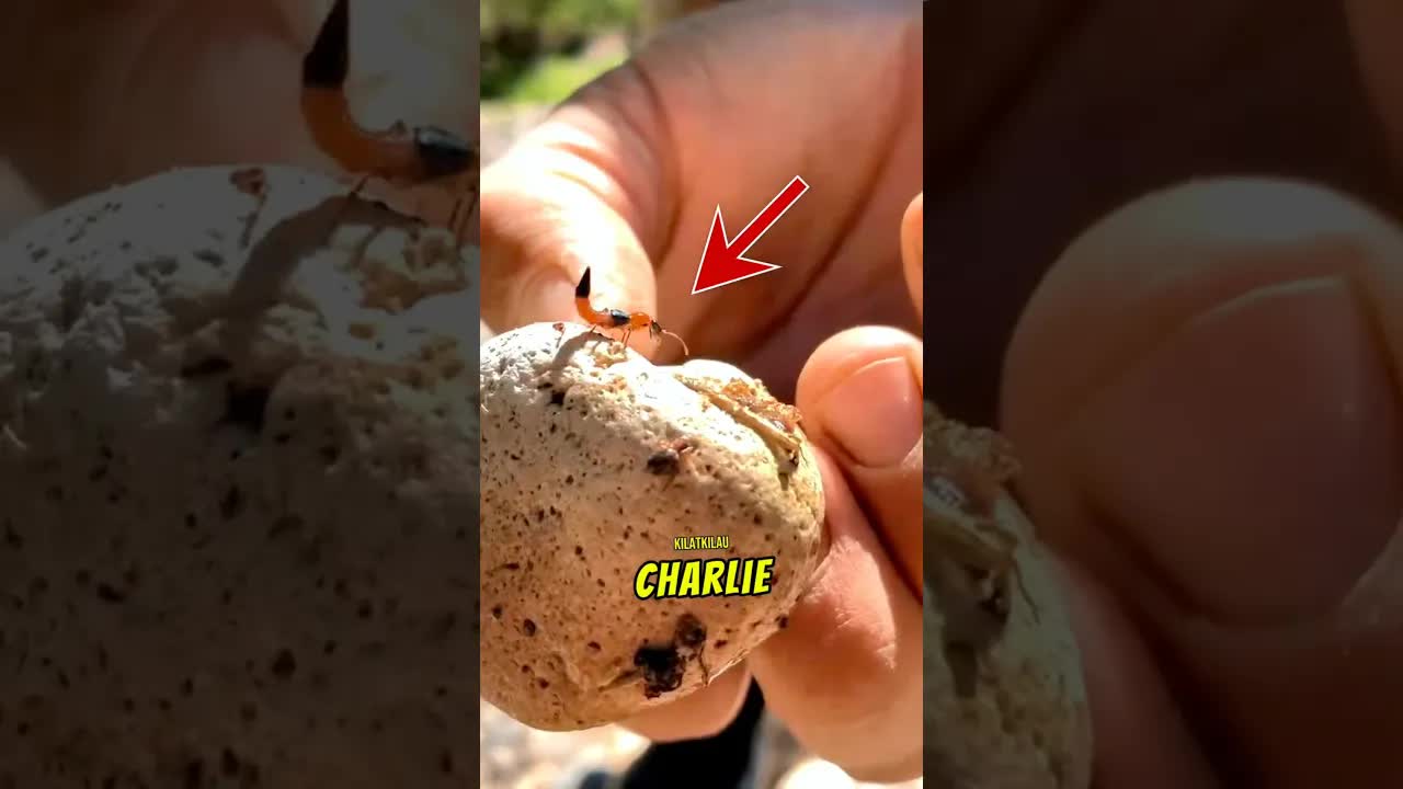 Apa Jadi Kalau Kena Semut Charlie?