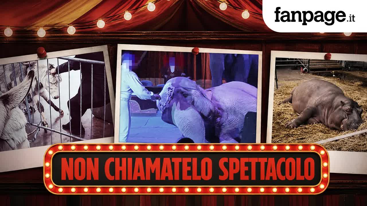 Infiltrati nei circhi: abusi sugli animali