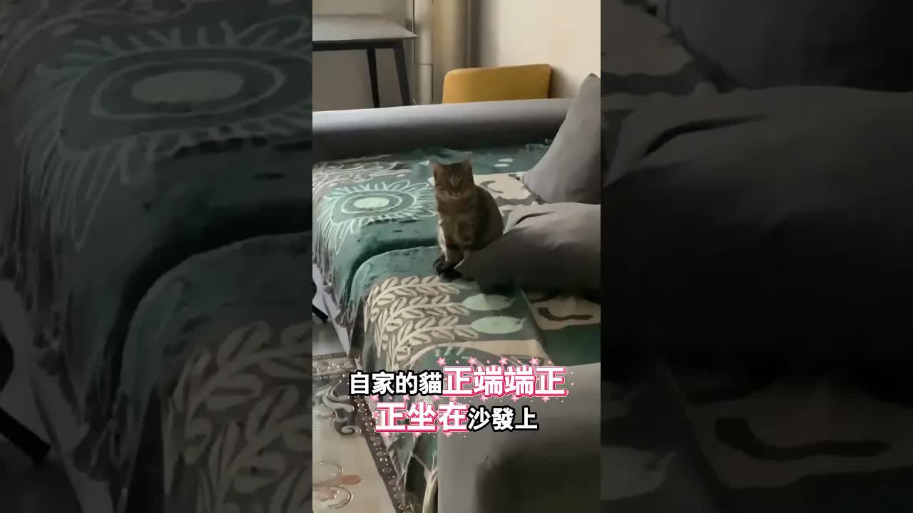 撿貓回家才發現門內已有主