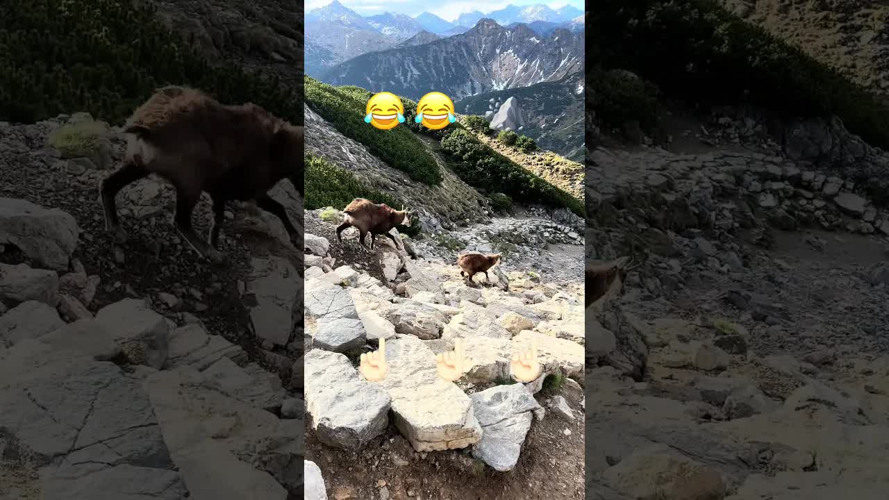 Чому москаль не прижився в горах?