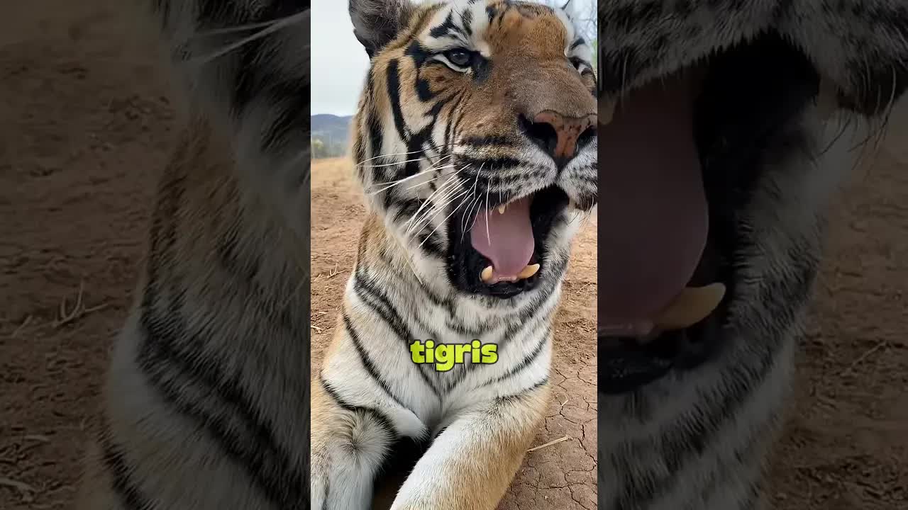 Miért veszélyes egy tigris nyelve?