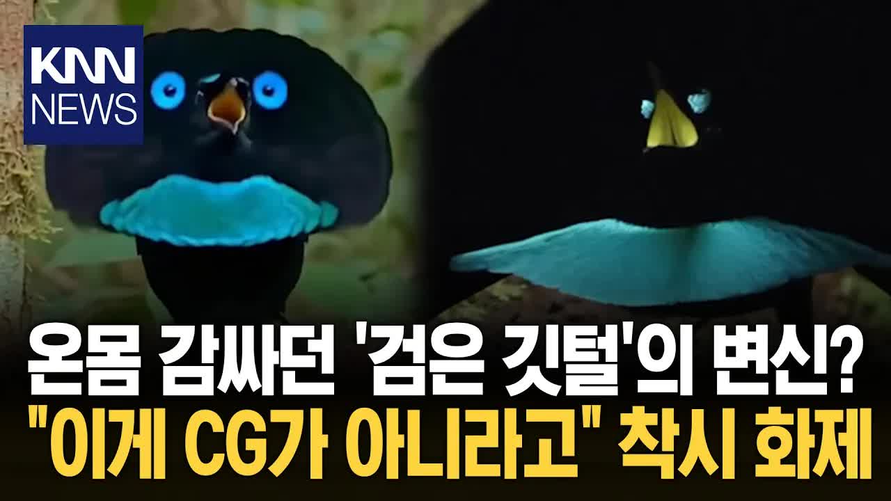 보궤의 극락조가 펼친 놀라운 변신