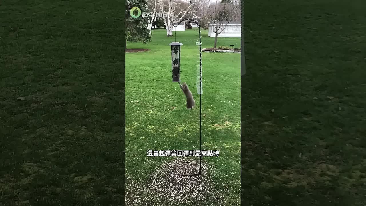 美國人防松鼠的創意裝置