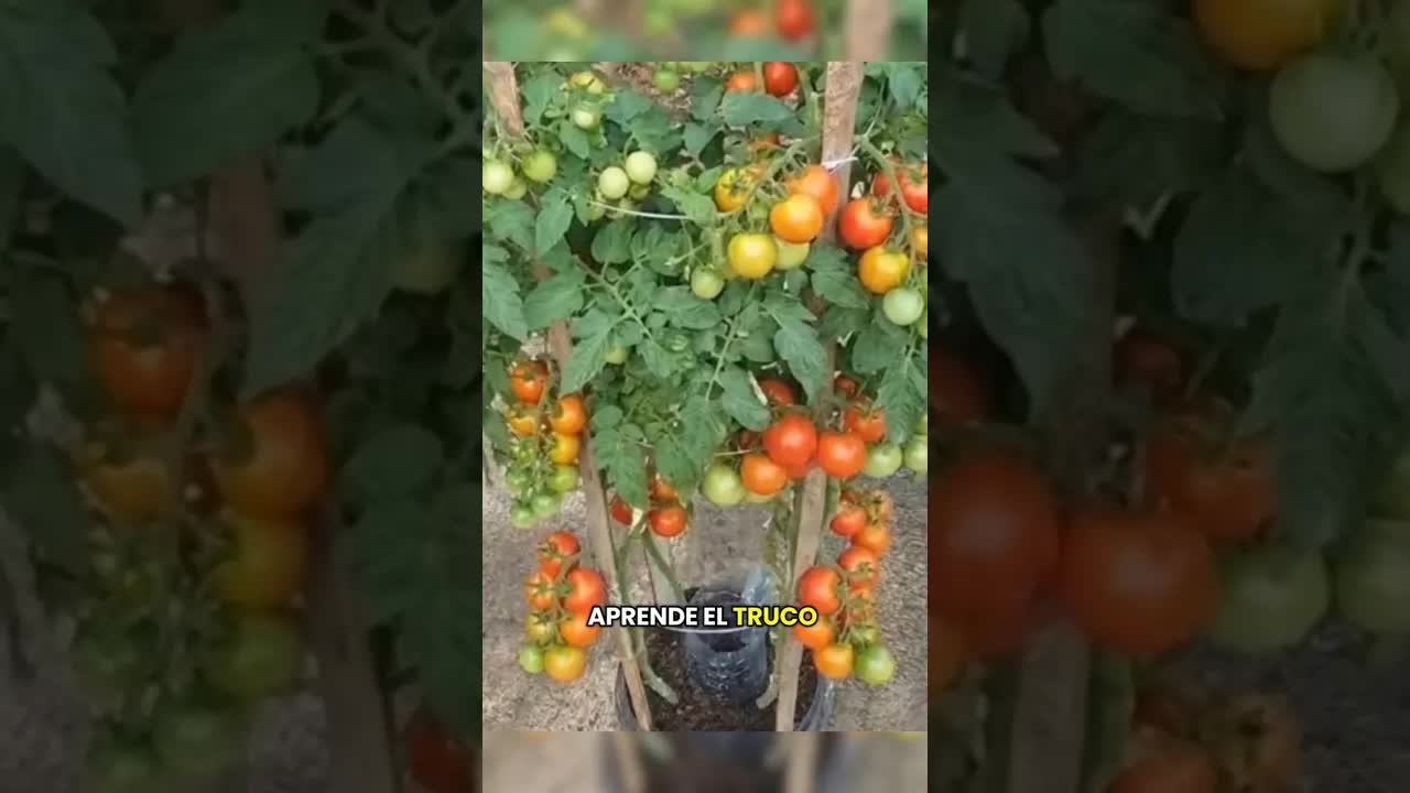 El truco de los agricultores para tomates gigantes