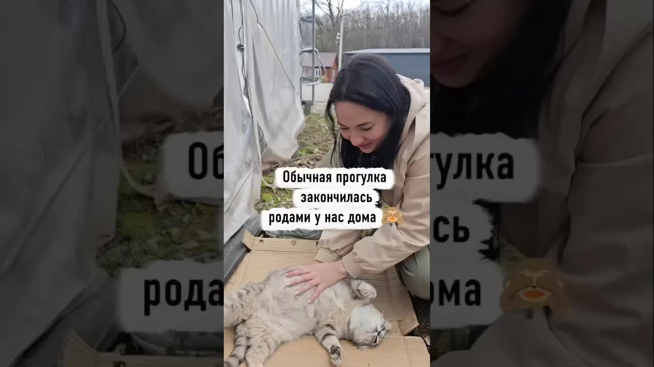 Кошка родила во время прогулки