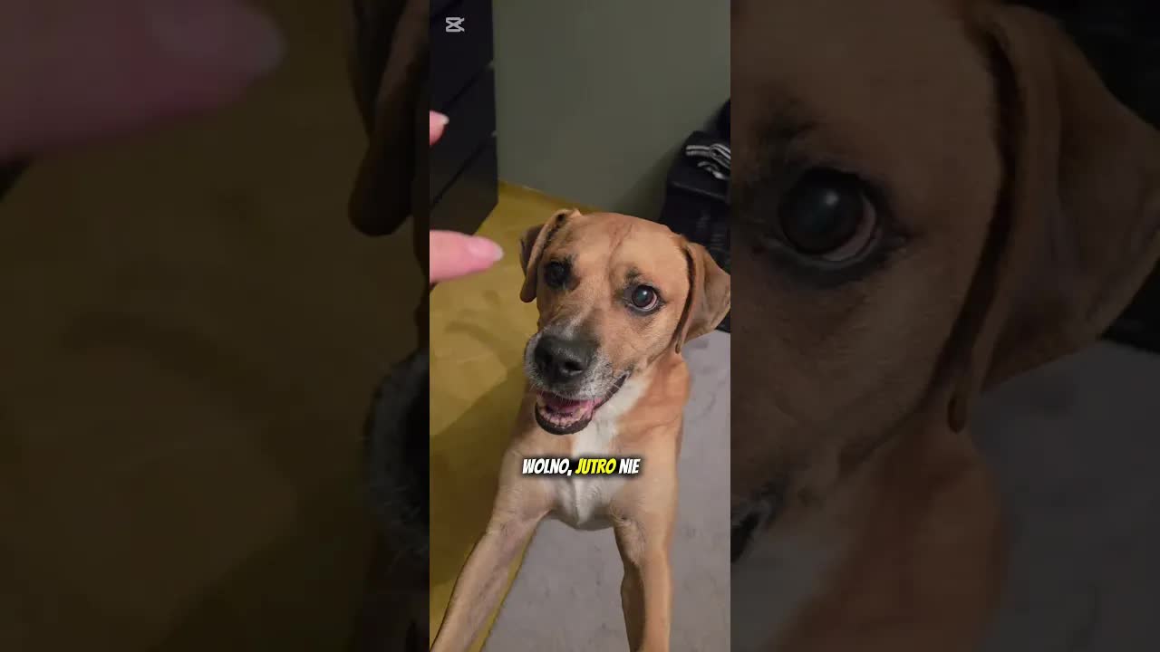 Najczęstsze błędy po adopcji psa ze schroniska